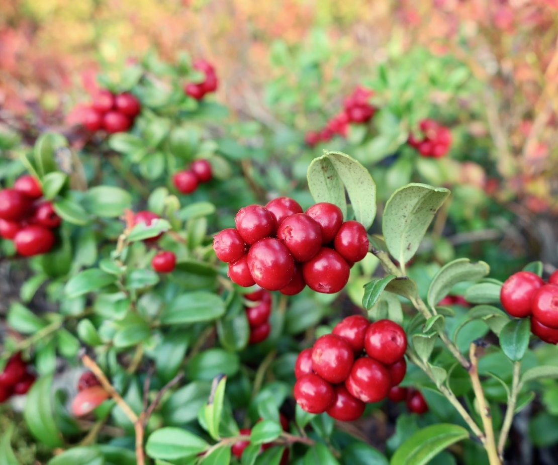 Preiselbeeren am Strauch Foto: AdobeStock_Forenius