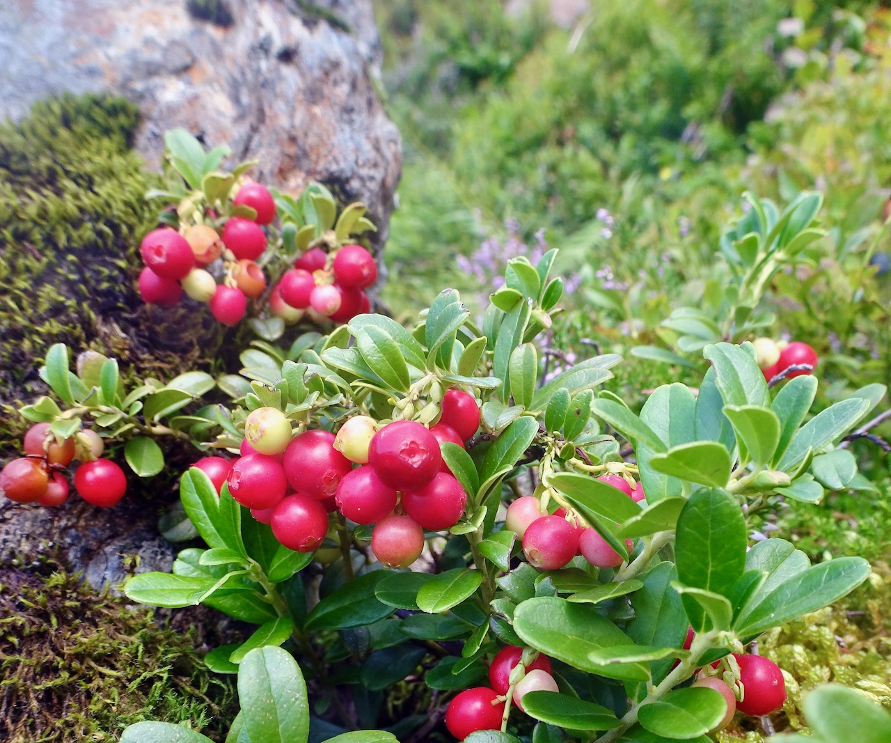 Preiselbeeren – Gesunde Verführung in rundem Rot | GartenFlora