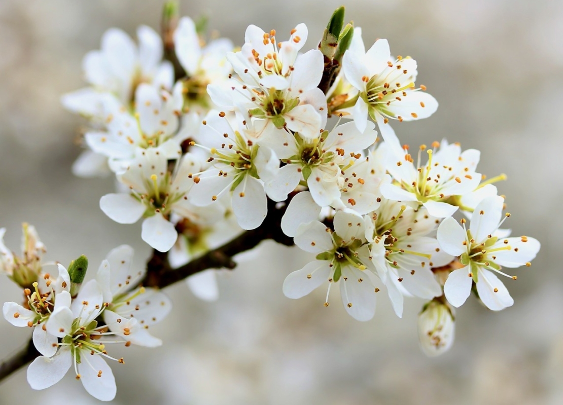 Schlehenblüten haben einen besonderen Zierwert und locken viele Insekten an. 