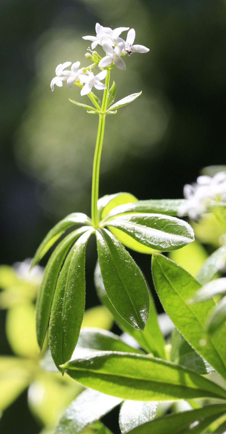 Waldmeister Wildpflanze und Gartenstaude GartenFlora