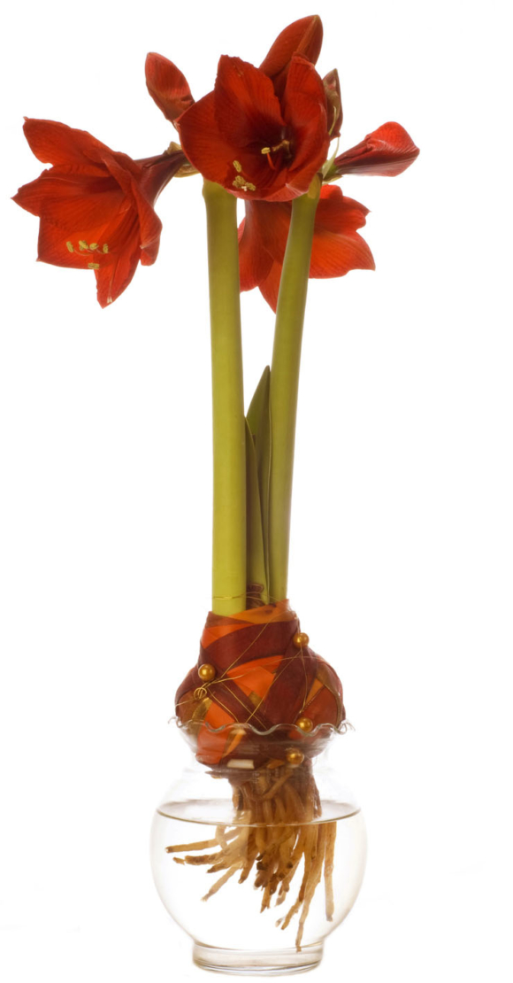 Amaryllis, Ritterstern eine Winterliebe GartenFlora