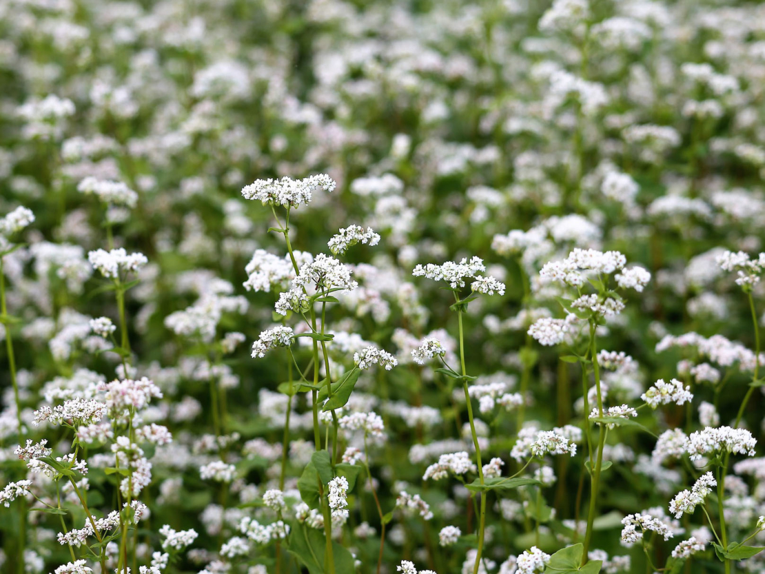Gründüngung im Gemüsegarten GartenFlora