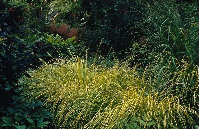 Carex elata 'Aurea'