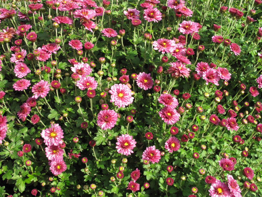 Winterastern Mehrjährige Chrysanthemen GartenFlora