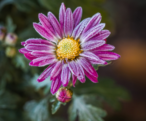 Chrysanthemum-Zawadskii-Hybride