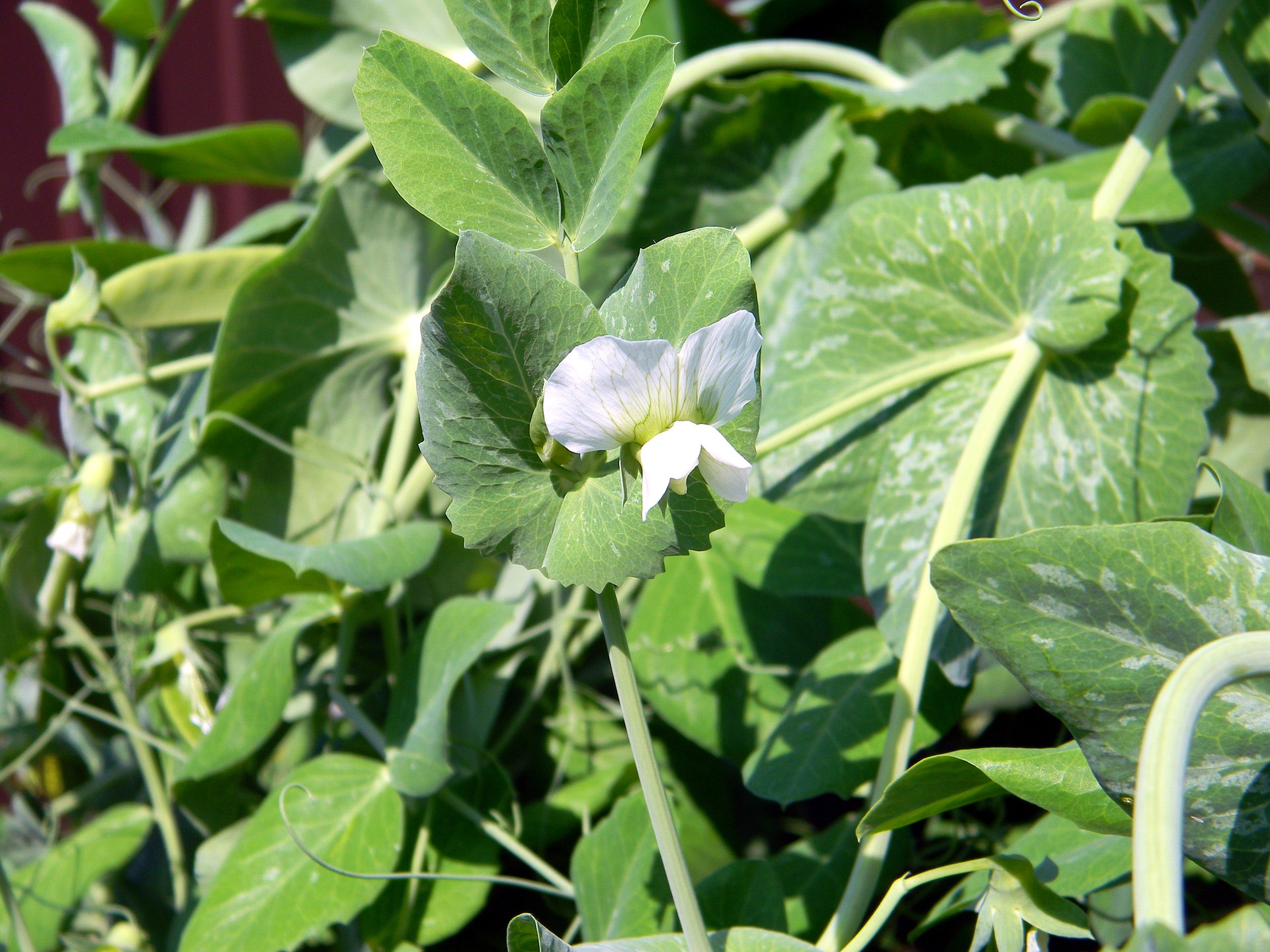 Gründüngung im Gemüsegarten GartenFlora