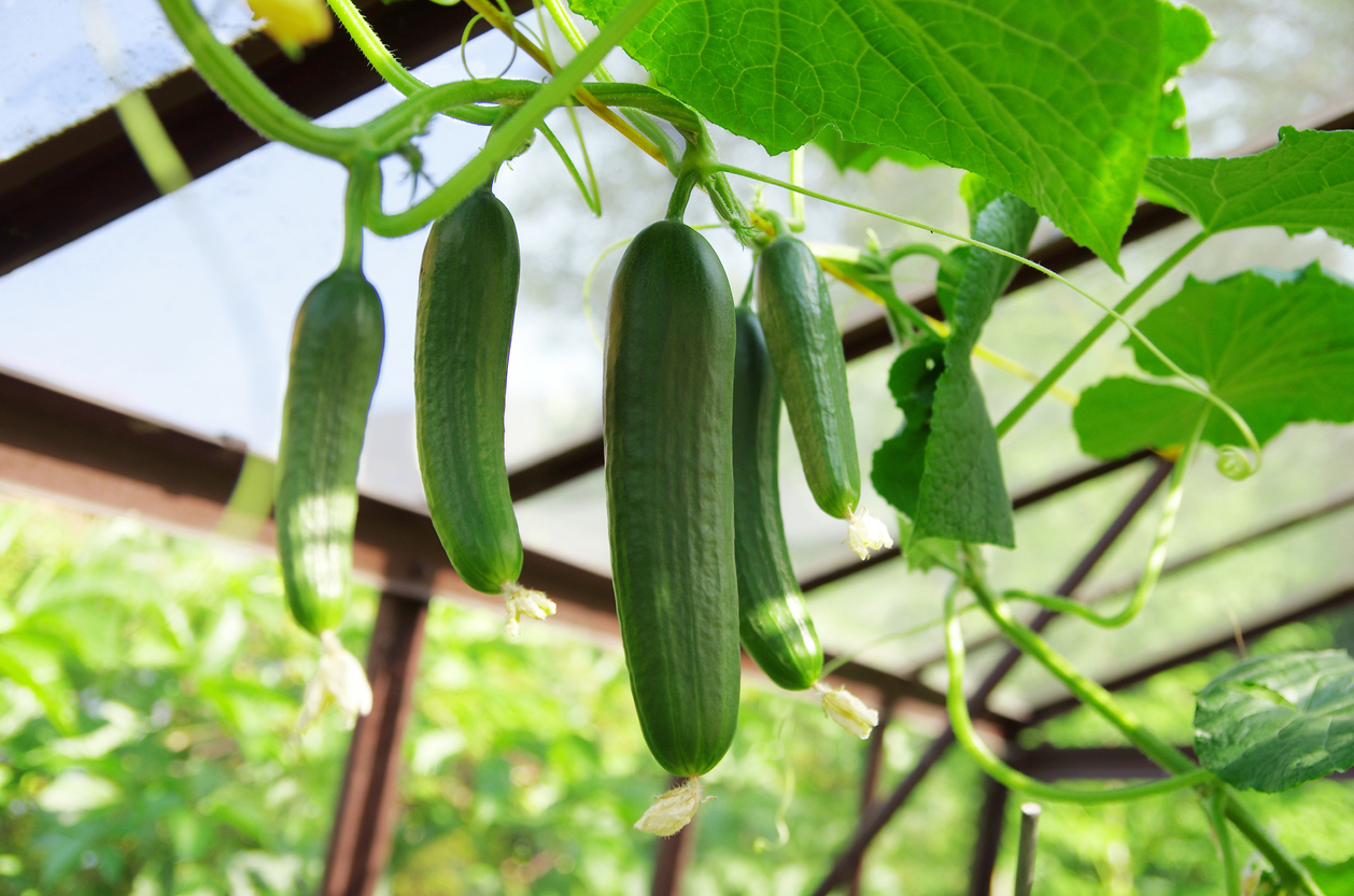 Die richtige Luftfeuchtigkeit im Gewächshaus GartenFlora