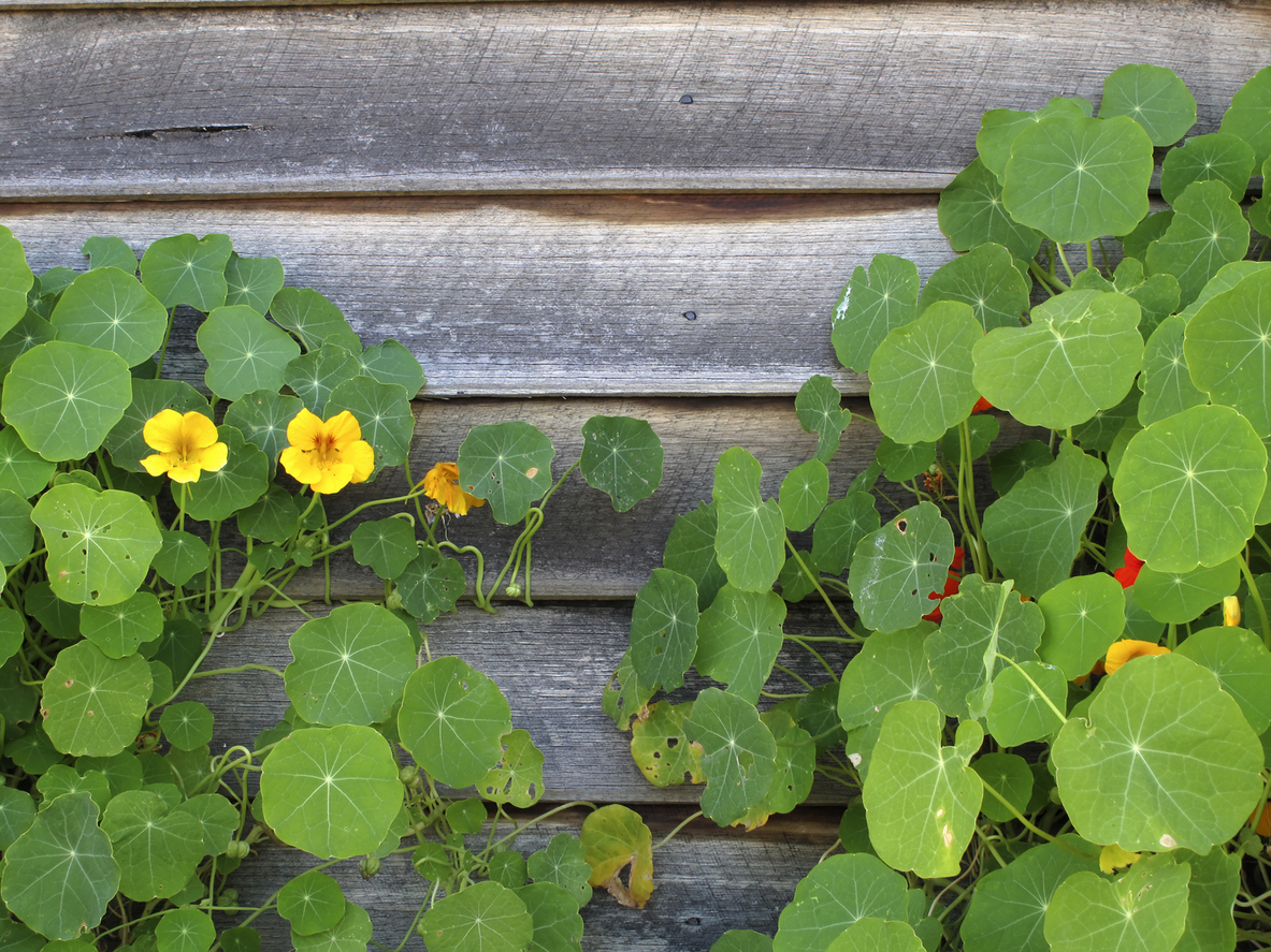 Große Kapuzinerkresse GartenFlora