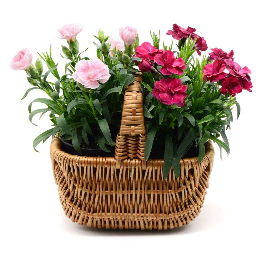 Nelken Winterharte Arten für den Garten GartenFlora