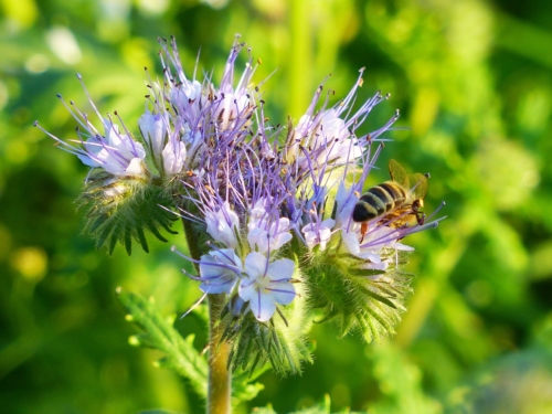 Phacelia als Gründüngunspflanze