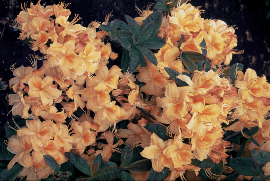 Rhododendron ‘Klondyke’ 