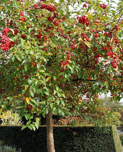 Zierapfel
