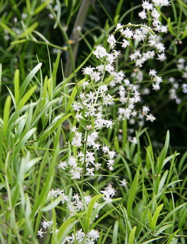 Blüten Sicheldorn-Spargel