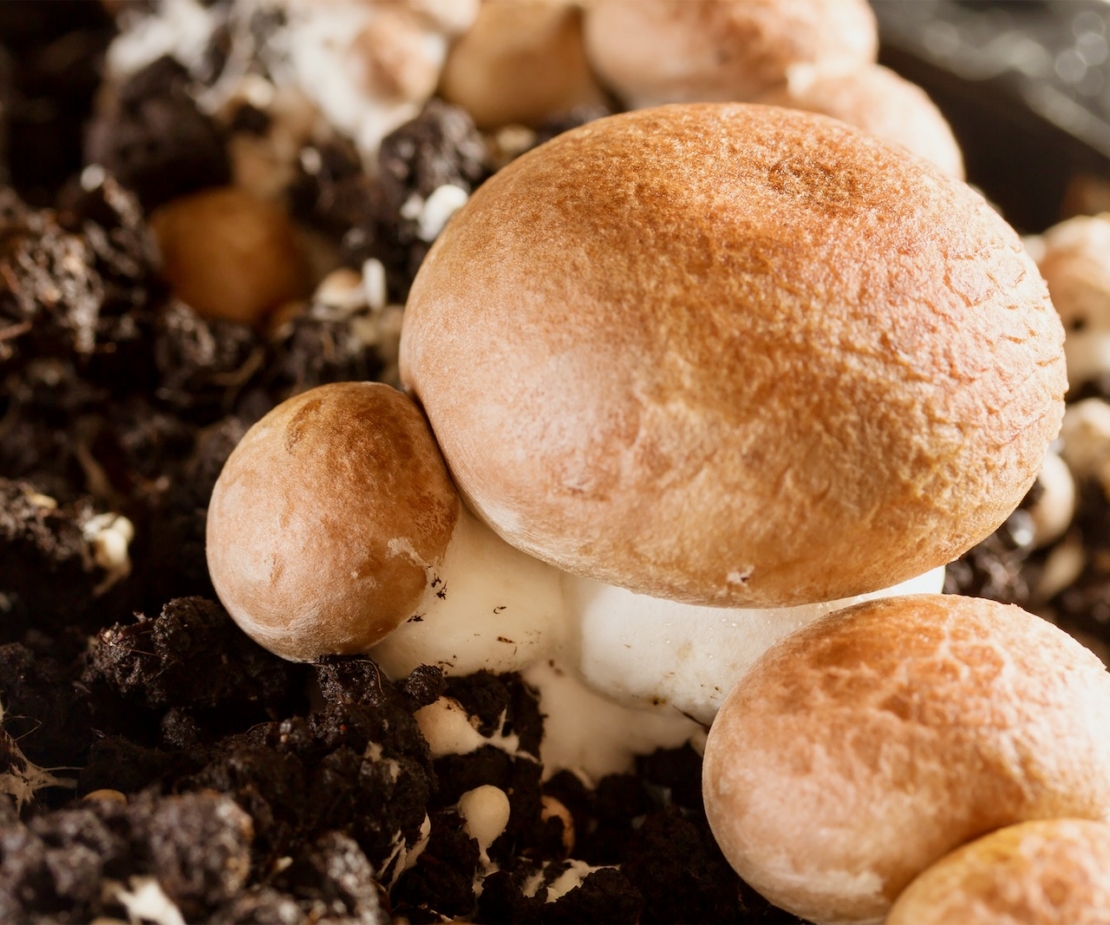 Champignon Foto: AdobeStock_g215