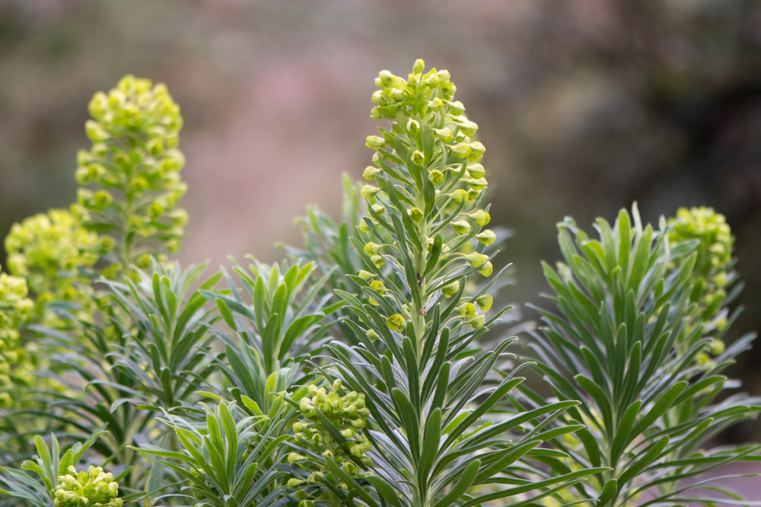 Euphorbien, Euphorbia characias subsp. wulfenii 