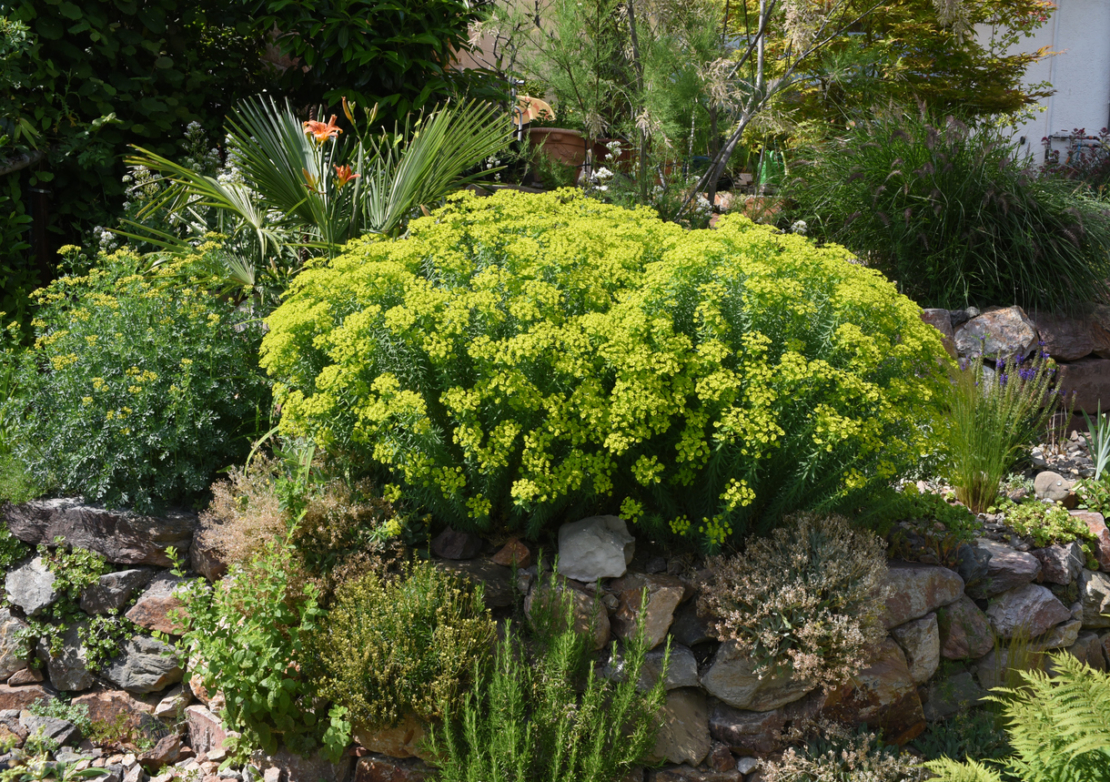 Euphorbia seguieriana 