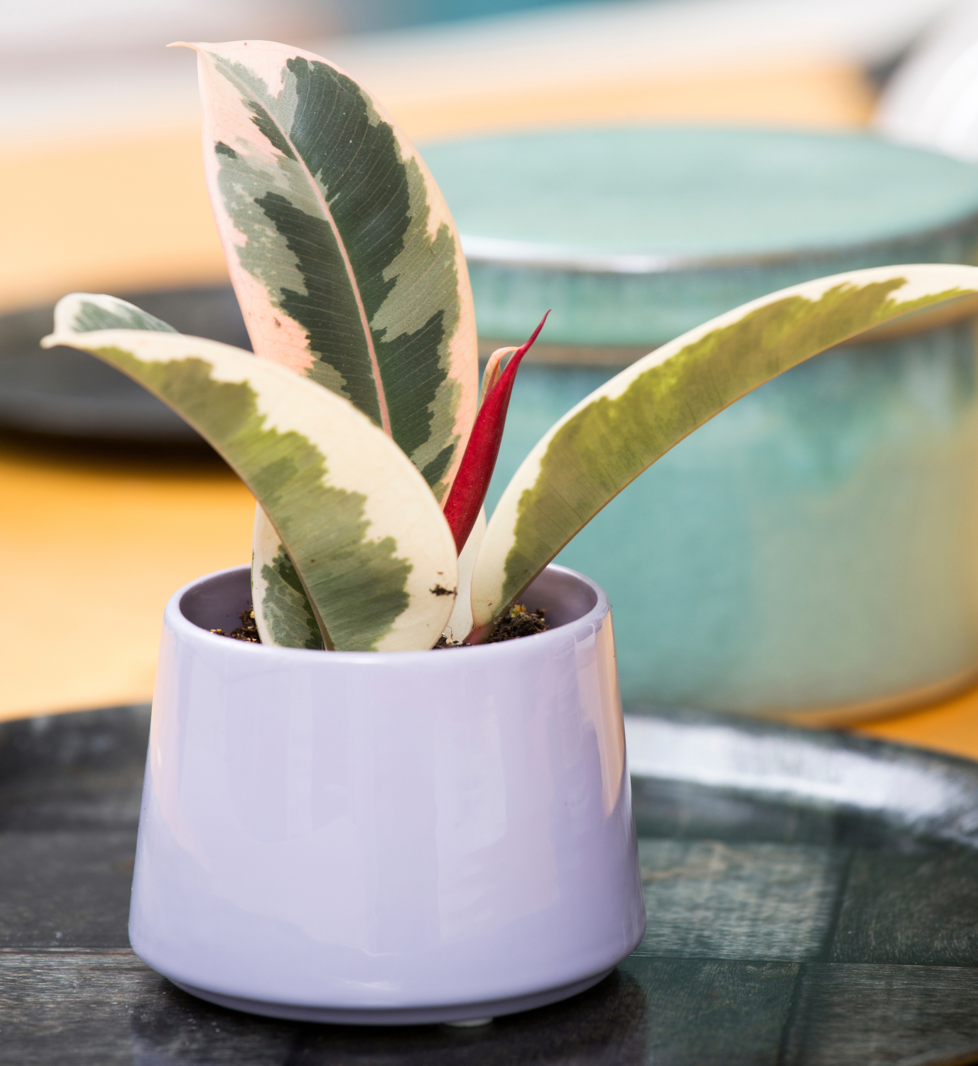 Gummibaum ein Pflanzenporträt GartenFlora