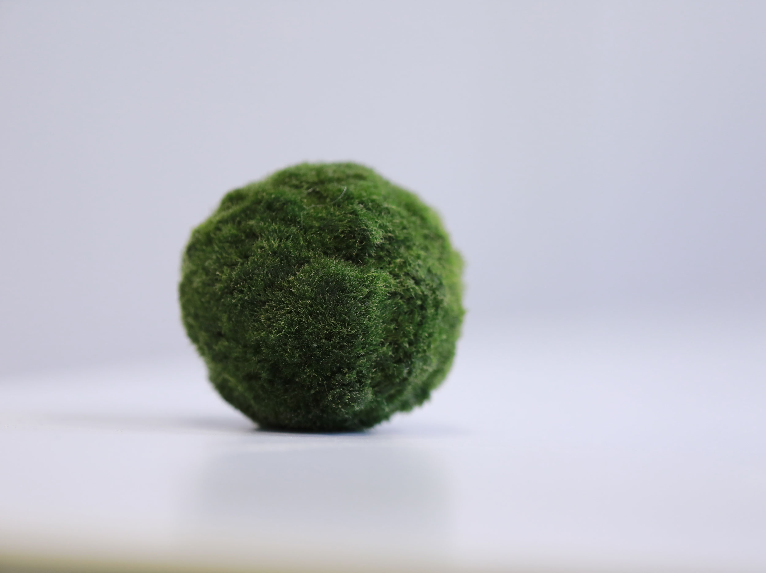 Marimo Das Geheimnis der dekorativen Mooskugel GartenFlora