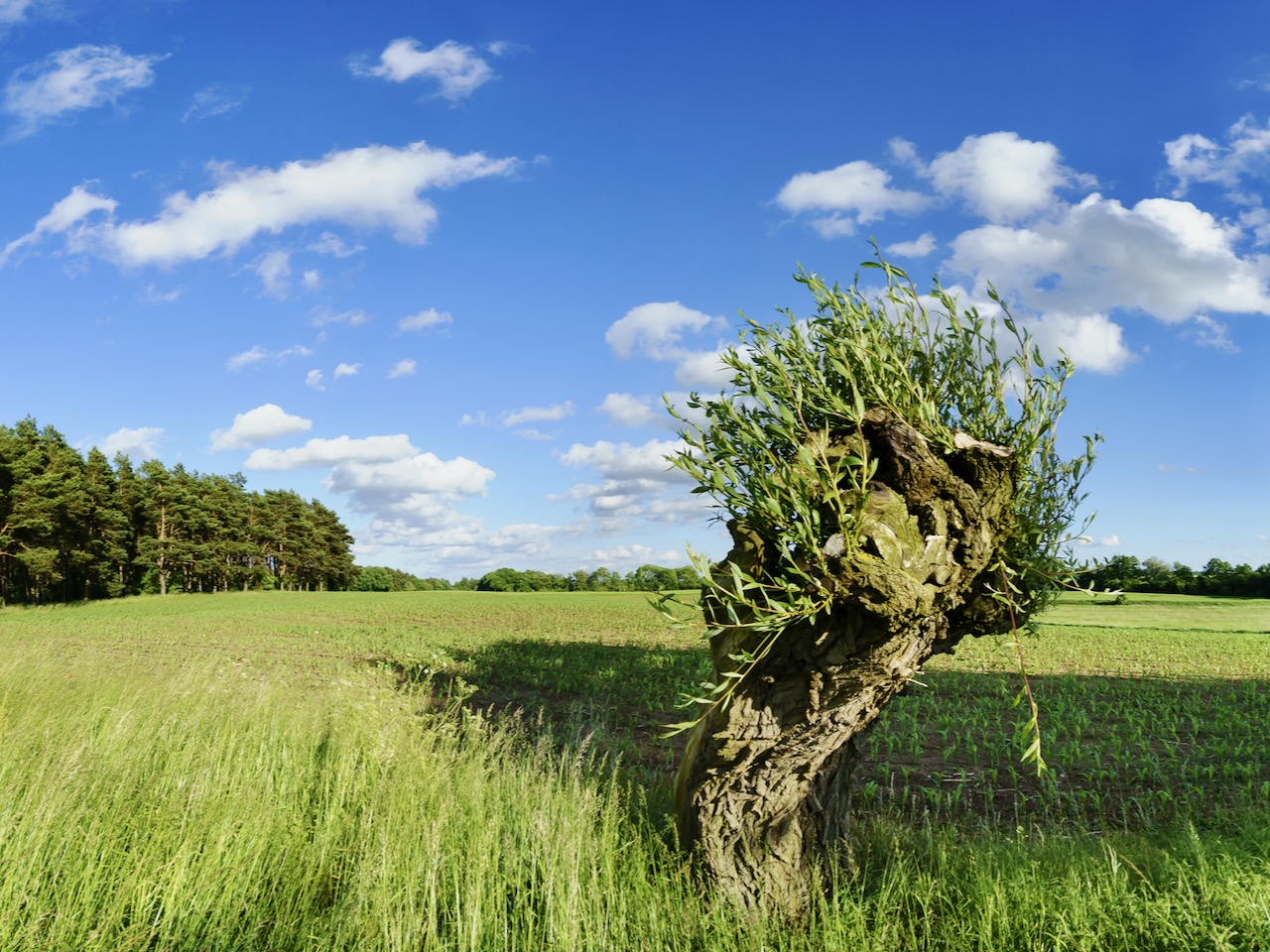 korbweide liefert schone zweige zum flechten gartenflora