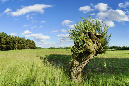 Kopfweide Foto: AdobeStock_HeinzWaldukat