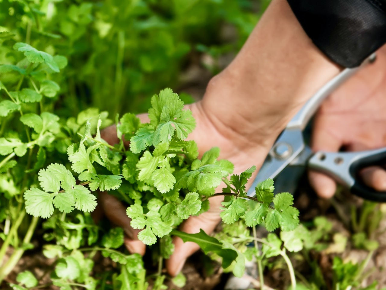Koriander exotisches Würzkraut GartenFlora