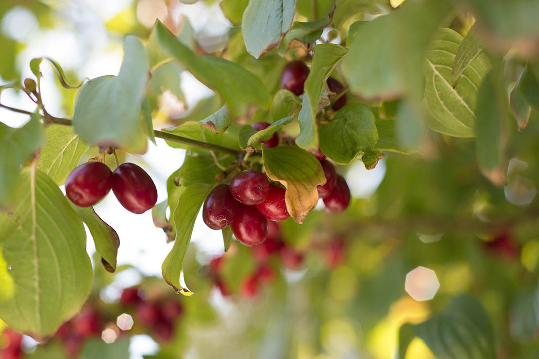 Rote, reife Früchte der Kornelkirsche. Foto: AdobeStock_groisboeck