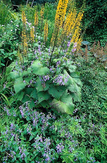 Ligularia stenocephala