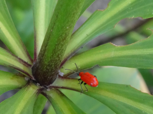Lilienhähnchen auf Blättern mit Fraßschäden an den Rändern