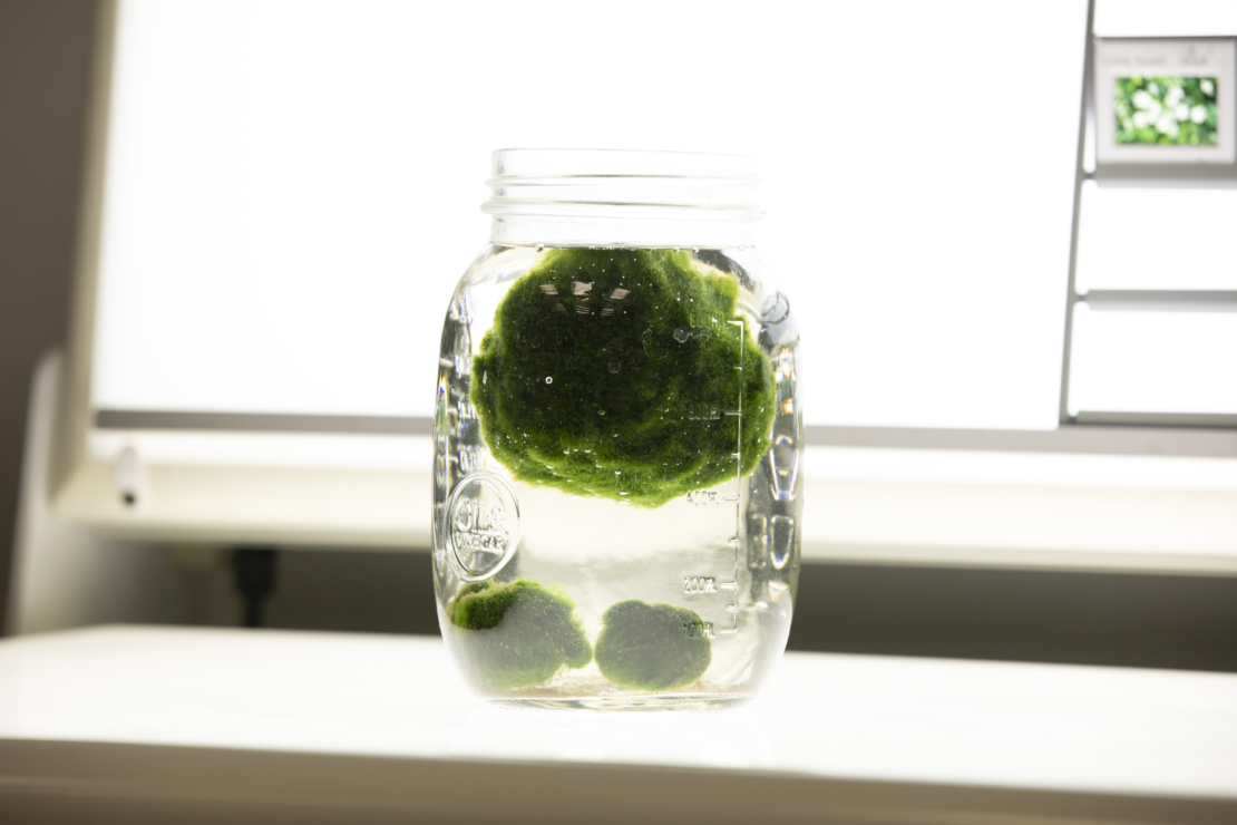 Marimo Algen-Mooskugel im Glas. GartenFlora/Ina Volmer