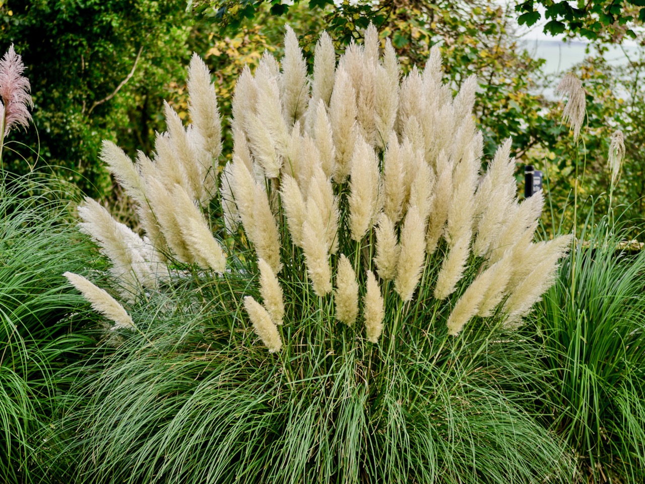 Pampasgras imposantes Gras als Blickfang im Garten GartenFlora