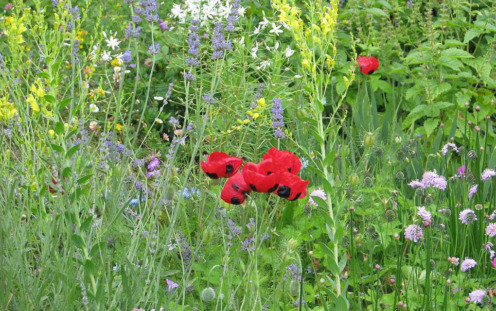 Papaver commutatum