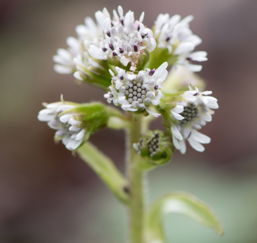 Petasites fragrans