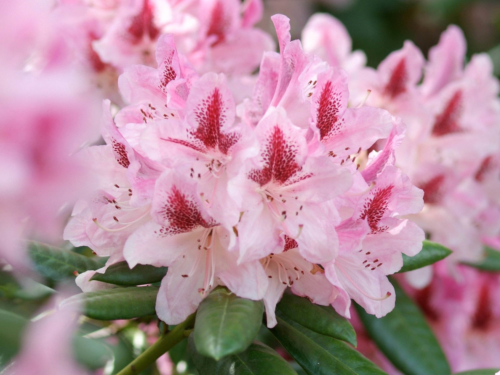 blühender Rhododendron