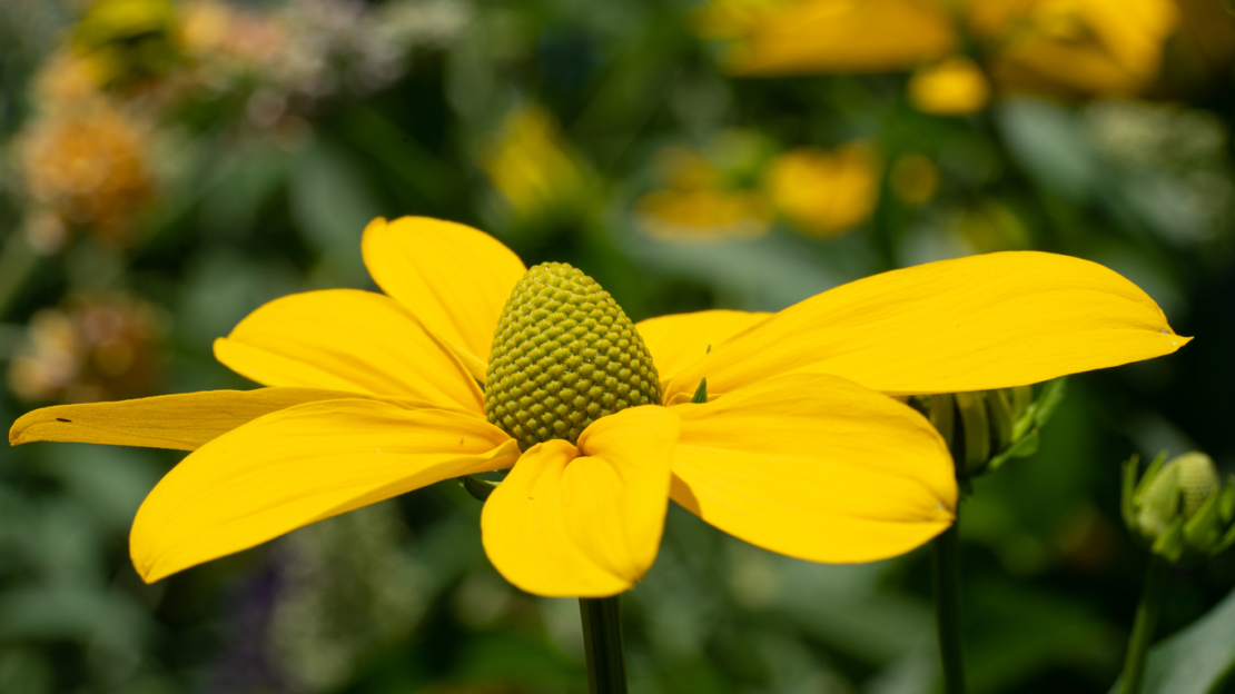 Rudbeckia nitida 