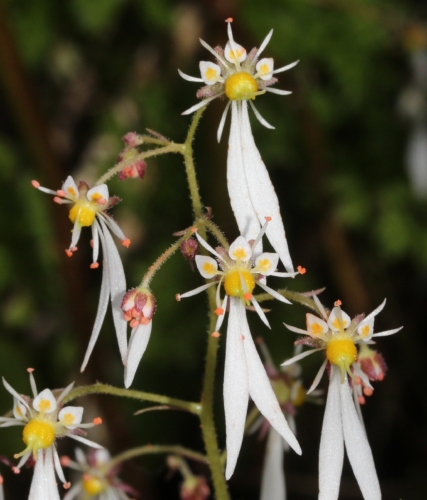 Saxifraga cortusifolia