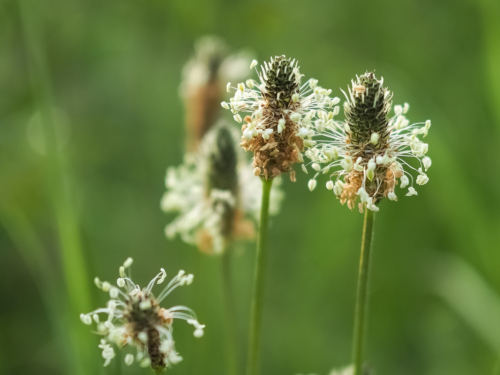 kreisförmig um den Blütenstand des Spitzwegerich angeordnete Blüten