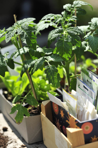 Tomaten Jungpflanzen in kleinen Töpfen