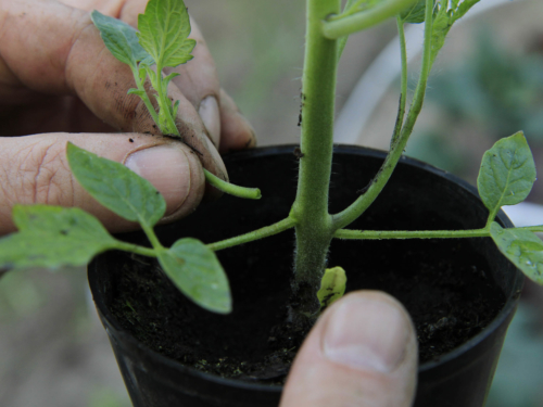 junge Tomatenpflanze ausgeizen