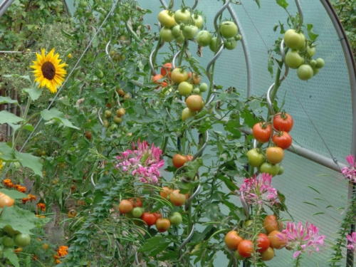 Stabtomaten mit Früchten im Folientunnel