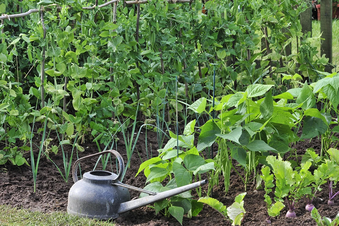 Zuckerschoten wachsen in einem Gemüsebeet an Rankhilfen. Foto: GartenFlora/Christian Gehler
