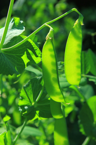 Zuckerschoten: Junge Erbsenschoten im Garten