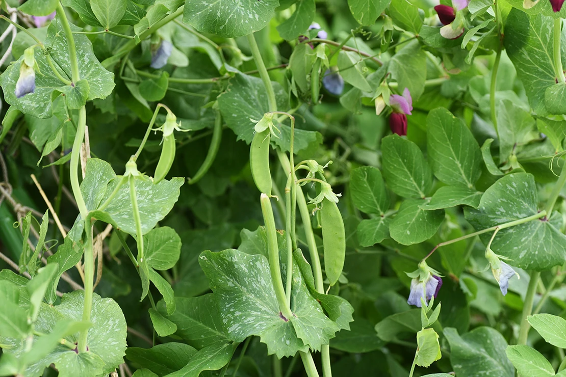 Zuckerschoten wachsen an einem Erbsenstrauch, teilweise sind noch violettfarbene Blüten zu sehen. Foto: AdobeStock_tamu