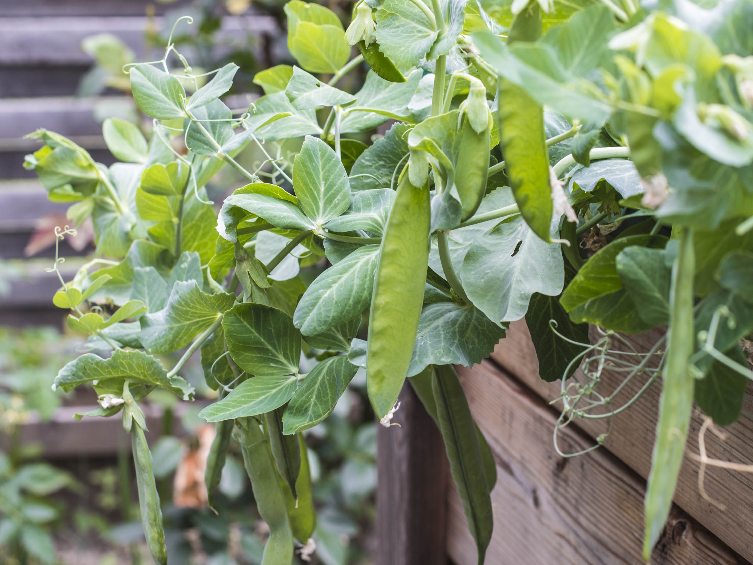 Zuckerschoten – Nascherbsen aus dem eigenen Garten | GartenFlora