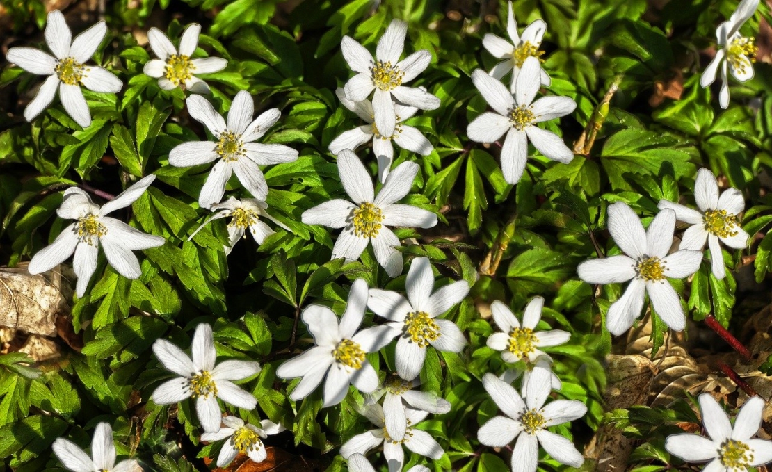 Frühblühende Anemonen | GartenFlora