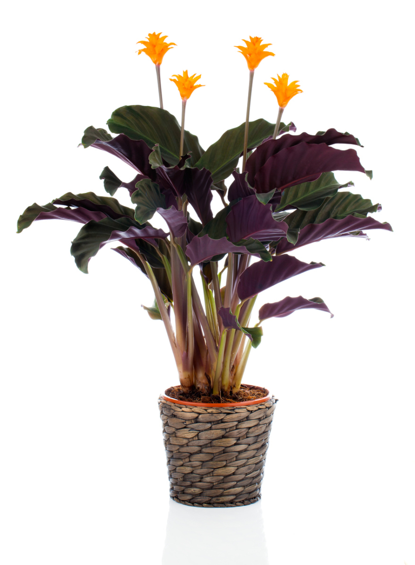 Calathea crocata