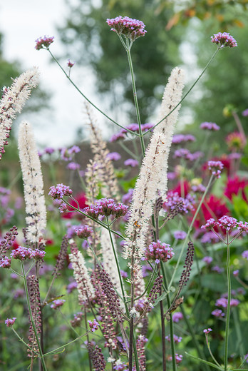 Cimicifuga ramosa – September-Silberkerze