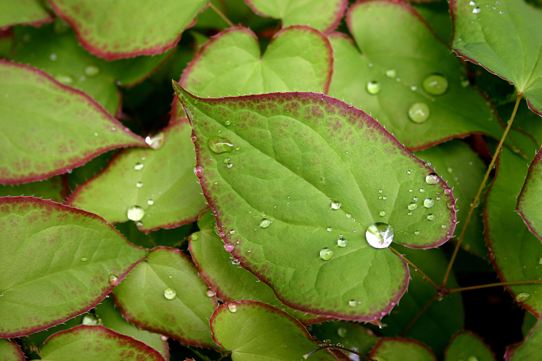 Epimedium