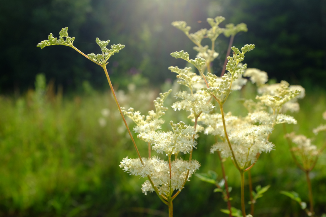 Filipendula ulmaria