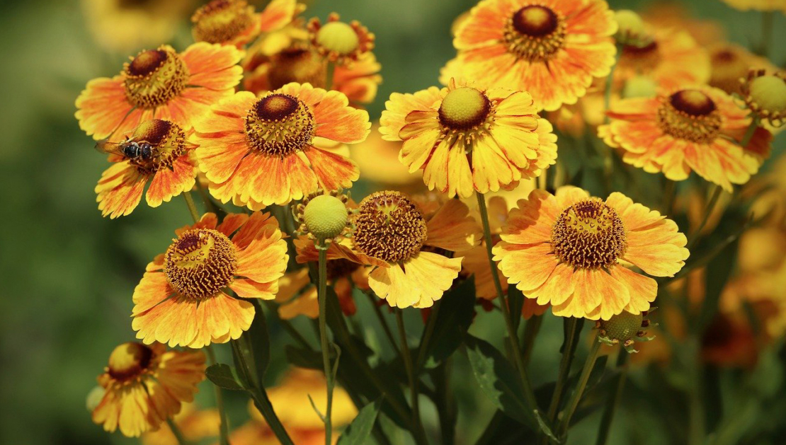 Helenium