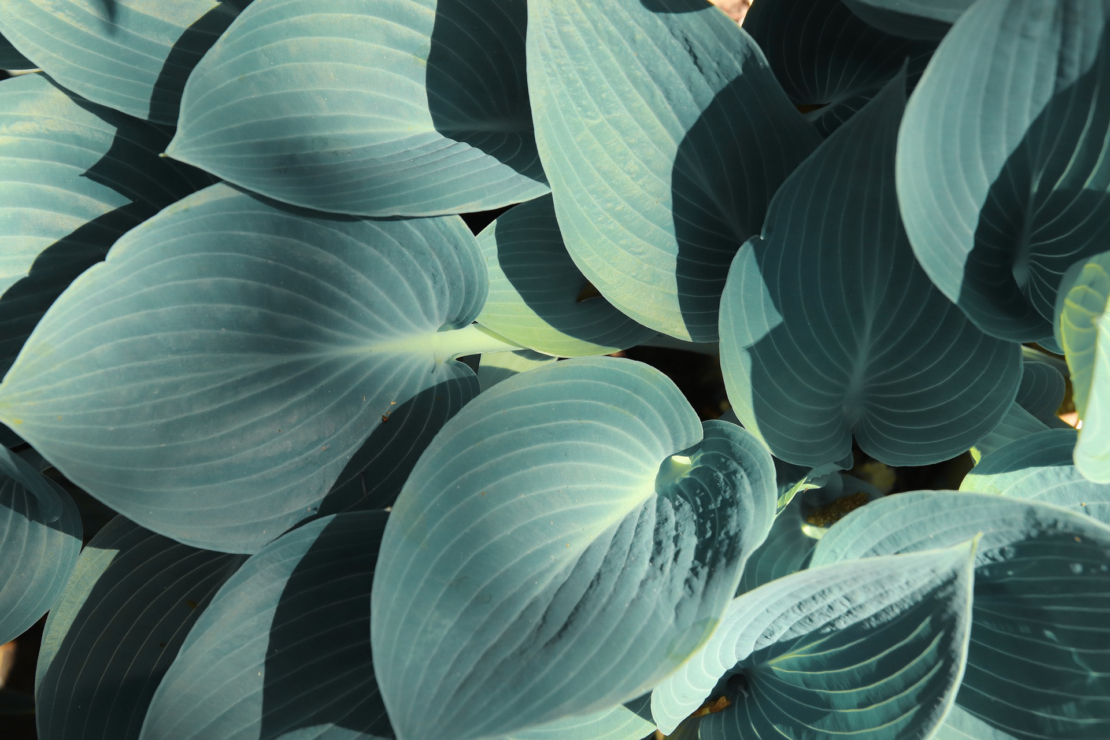 Hosta